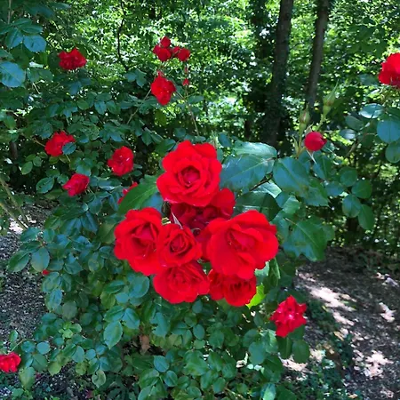 Apartman Oasi Di Pace E Natura Gardone Riviera